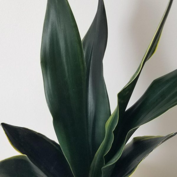 sansevieria Fabi air-purifying interior plants office plants houseplants Toronto Mississauga Etobicoke Brampton Milton Oakville etc