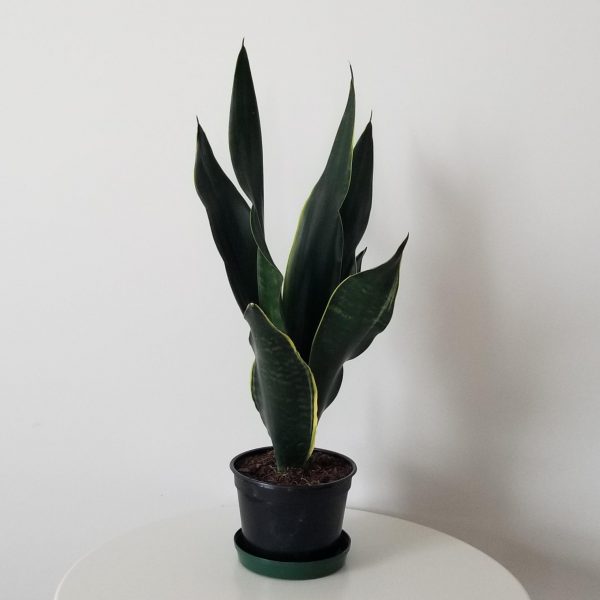 sansevieria Fabi air-purifying interior plants office plants houseplants Toronto Mississauga Etobicoke Brampton Milton Oakville etc