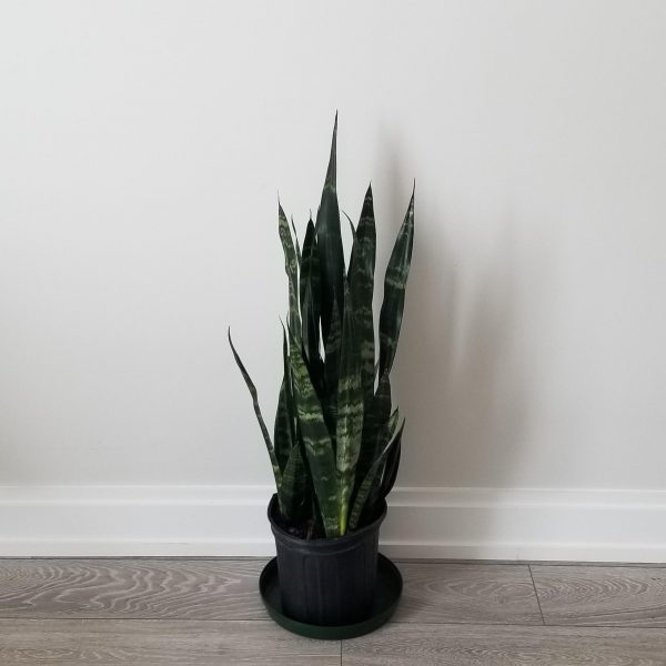 sansevieria black coral air-purifying interior plants office plants houseplants Toronto Mississauga Etobicoke Brampton Milton Oakville etc