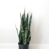 sansevieria black coral air-purifying interior plants office plants houseplants Toronto Mississauga Etobicoke Brampton Milton Oakville etc