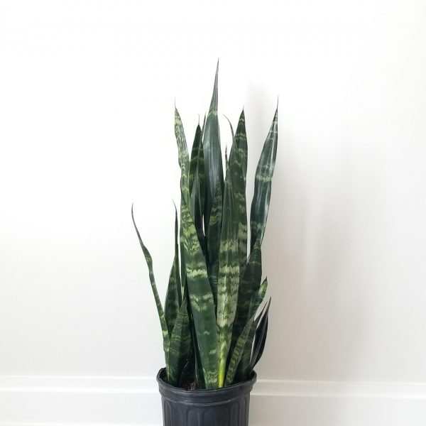sansevieria black coral air-purifying interior plants office plants houseplants Toronto Mississauga Etobicoke Brampton Milton Oakville etc