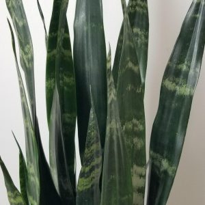 sansevieria black coral air-purifying interior plants office plants houseplants Toronto Mississauga Etobicoke Brampton Milton Oakville etc