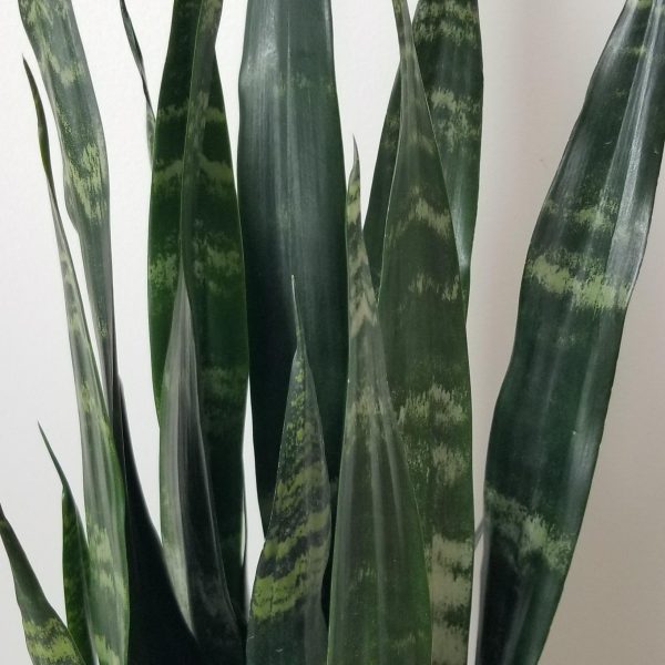 sansevieria black coral air-purifying interior plants office plants houseplants Toronto Mississauga Etobicoke Brampton Milton Oakville etc