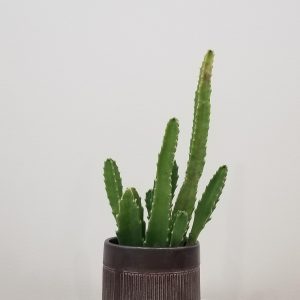 euphorbia in decorative ceramic pot succulents interior plants Toronto Mississauga Etobicoke Oakville Brampton other GTA