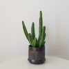 euphorbia in decorative ceramic pot succulents interior plants Toronto Mississauga Etobicoke Oakville Brampton other GTA
