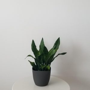 Sansevieria Snake plant ceramic pot air-purifying indoor plants houseplants office plants GTA Toronto Mississauga Oakville Etobicoke Brampton