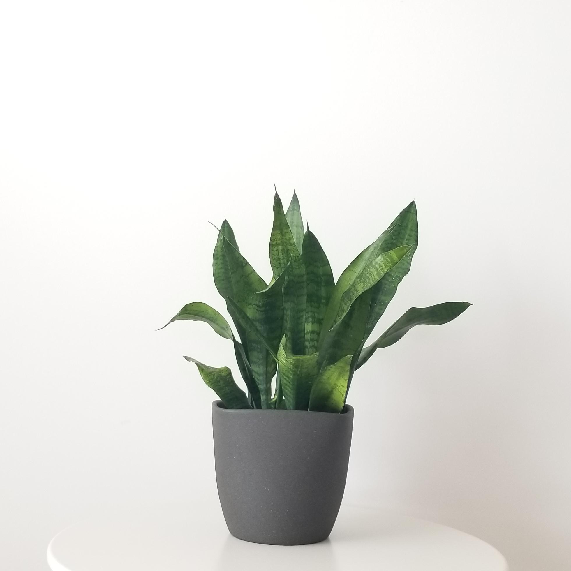 sansevieria snake plant in deco ceramic grey 6in 2 Sansevieria Snake plant ceramic pot air-purifying indoor plants houseplants office plants GTA Toronto Mississauga Oakville Etobicoke Brampton