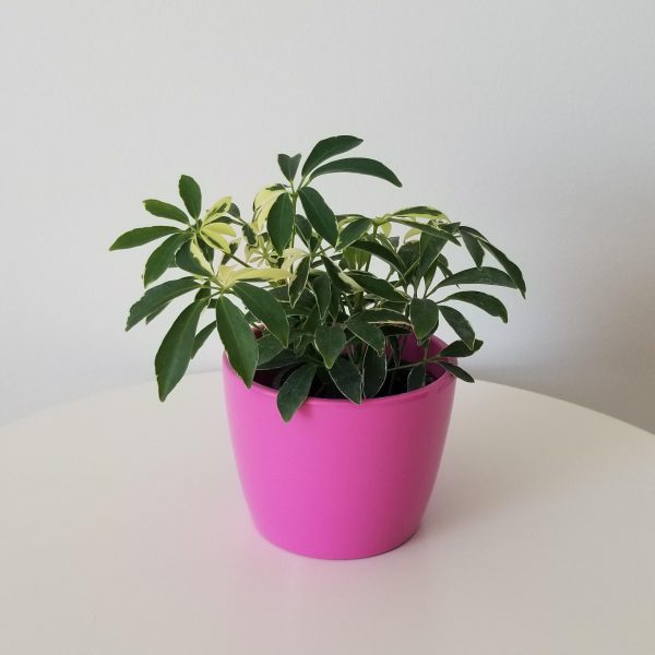Schefflera arboricola variegated in deco ceramic pot umbrella plant interiorplants houseplants Toronto Mississauga Brampton Etobicoke Milton other GTA