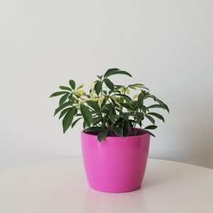 schefflera arboricola variegated in deco ceramic pot umbrella plant interiorplants houseplants Toronto Mississauga Brampton Etobicoke Milton other GTA