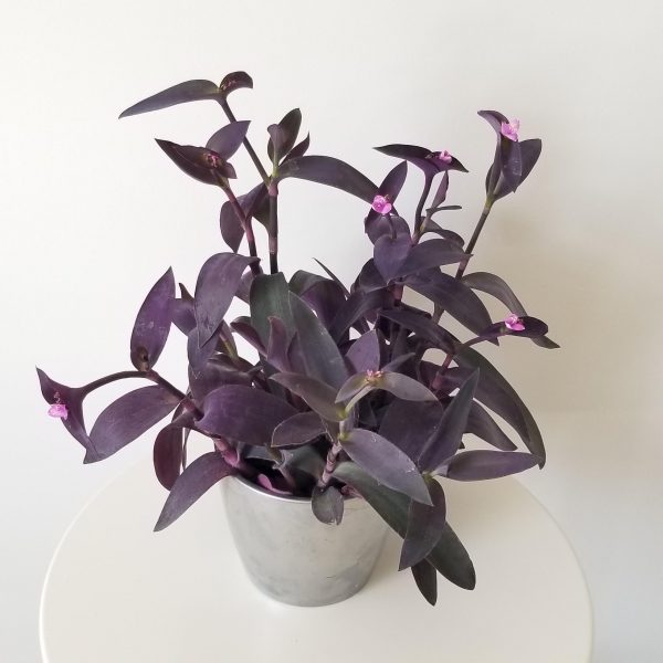 tradescantia purple heart in decorative ceramic pot plant gifts interiorplants houseplants Toronto Etobicoke Mississauga Brampton Markham Milton other GTA