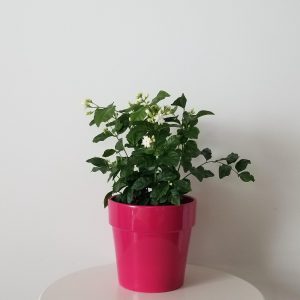 Jasmine Sambac in decorative ceramic pot pink Happy Mother's Day Gifts flowering houseplants fragrant indoor plants Toronto Mississauga Etobicoke Brampton Milton Markham GTA
