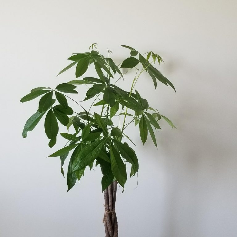 Money Tree | InteriorPlants.ca