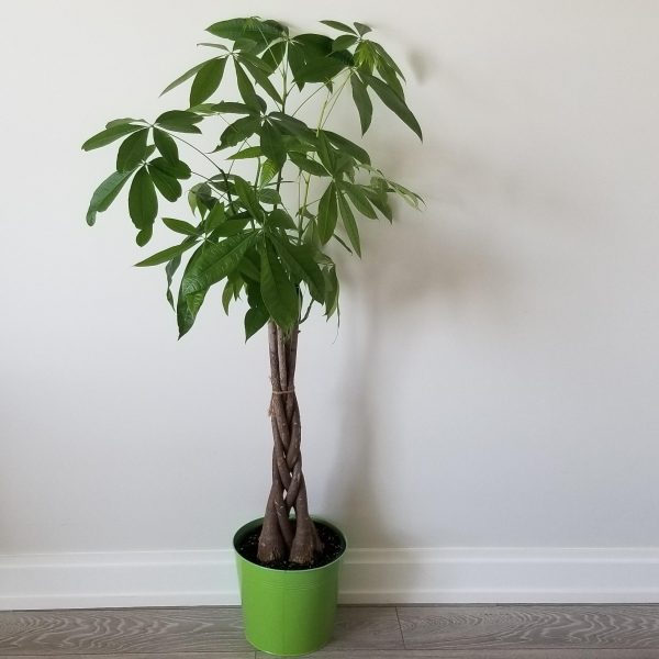 Money Tree Good Fortune indoor tree houseplants interior plants Toronto Mississauga Etobicoke Brampton Milton Richmond Hill Markham other GTA