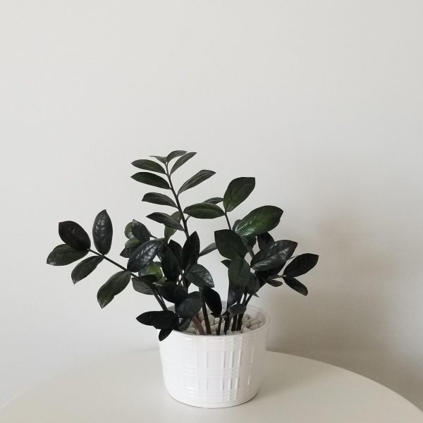 Zz plant black in decorative ceramic pot air-purifying plant gifts office plants houseplants Toronto Mississauga Brampton Etobicoke Milton other GTA