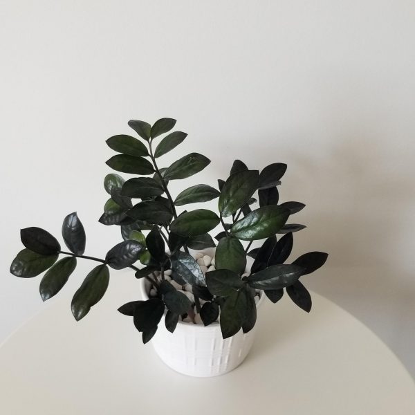 Zz plant black in decorative ceramic pot air-purifying plant gifts office plants houseplants Toronto Mississauga Brampton Etobicoke Milton other GTA