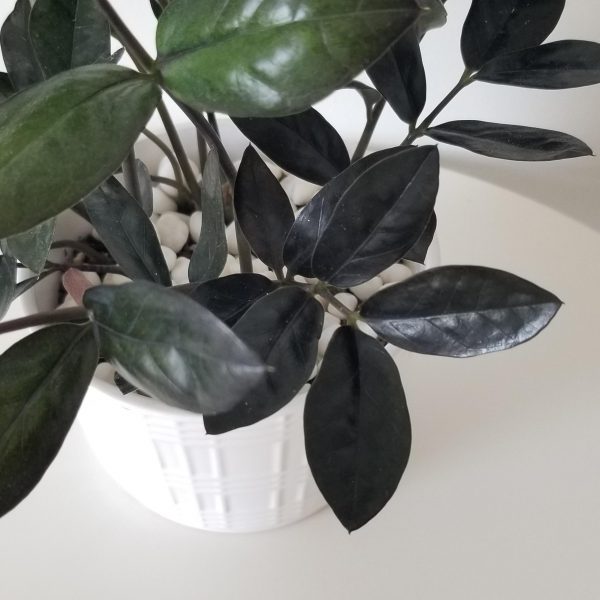Zz plant black in decorative ceramic pot air-purifying plant gifts office plants houseplants Toronto Mississauga Brampton Etobicoke Milton other GTA