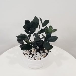 Zz plant black in decorative ceramic pot air-purifying plant gifts office plants houseplants Toronto Mississauga Brampton Etobicoke Milton other GTA