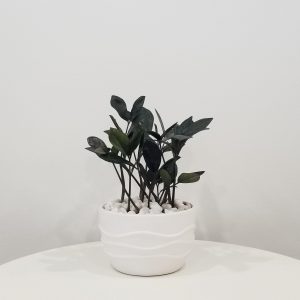 Zz plant black in decorative ceramic pot air-purifying plant gifts office plants houseplants Toronto Mississauga Brampton Etobicoke Milton other GTA