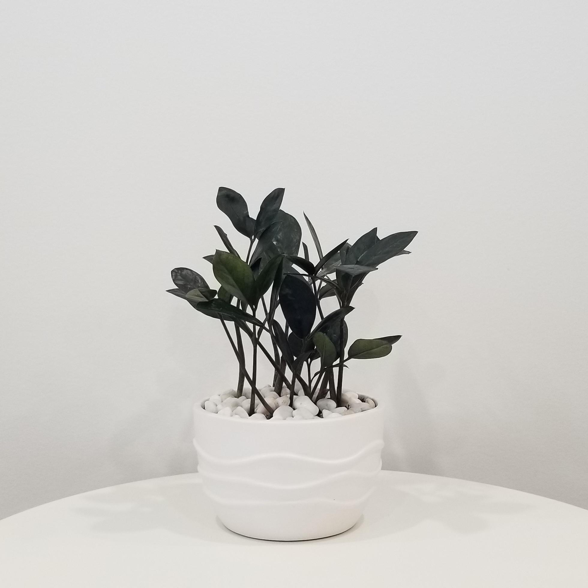 zz plant black raven in deco white ceramic 6in 3 Zz plant black in decorative ceramic pot air-purifying plant gifts office plants houseplants Toronto Mississauga Brampton Etobicoke Milton other GTA