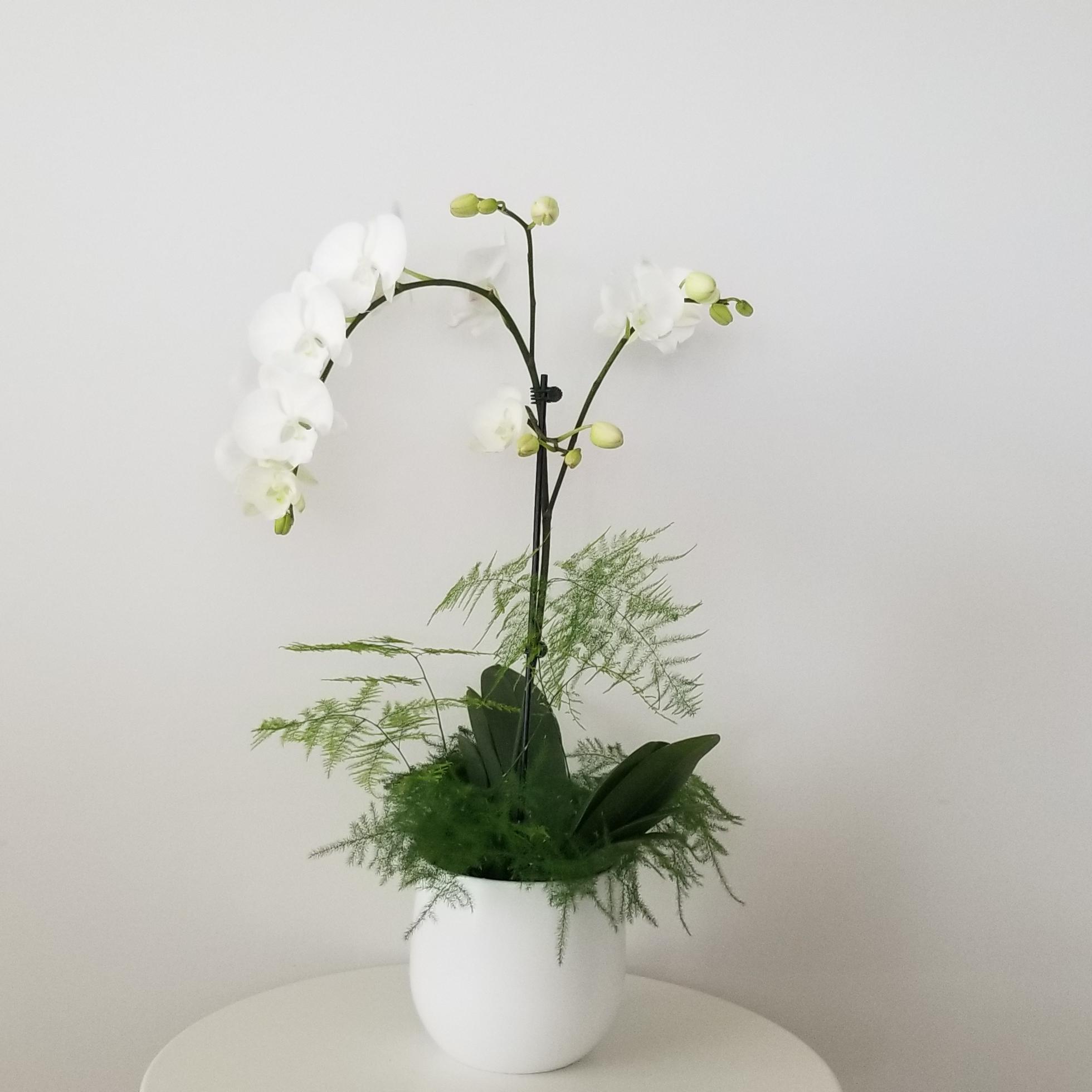 orchid white blooms flowering and green indoor plants houseplants office plants plant gifts GTA Mississauga Toronto Milton Burlington Brampton Markham Richmond Hill other GTA