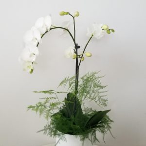 orchid white blooms flowering and green indoor plants houseplants office plants plant gifts GTA Mississauga Toronto Milton Burlington Brampton Markham Richmond Hill other GTA