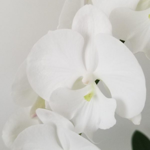 orchid white blooms flowering and green indoor plants houseplants office plants plant gifts GTA Mississauga Toronto Milton Burlington Brampton Markham Richmond Hill other GTA