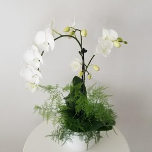 orchid white blooms flowering and green indoor plants houseplants office plants plant gifts GTA Mississauga Toronto Milton Burlington Brampton Markham Richmond Hill other GTA