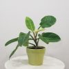 philodendron moonlight in decorative ceramic indoor plants office plants houseplants Mississauga Brampton Etobicoke Markham Oakville Woodbridge other GTA