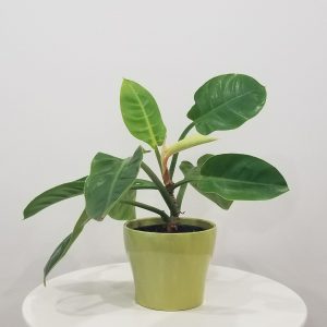 philodendron moonlight in decorative ceramic indoor plants office plants houseplants Mississauga Brampton Etobicoke Markham Oakville Woodbridge other GTA
