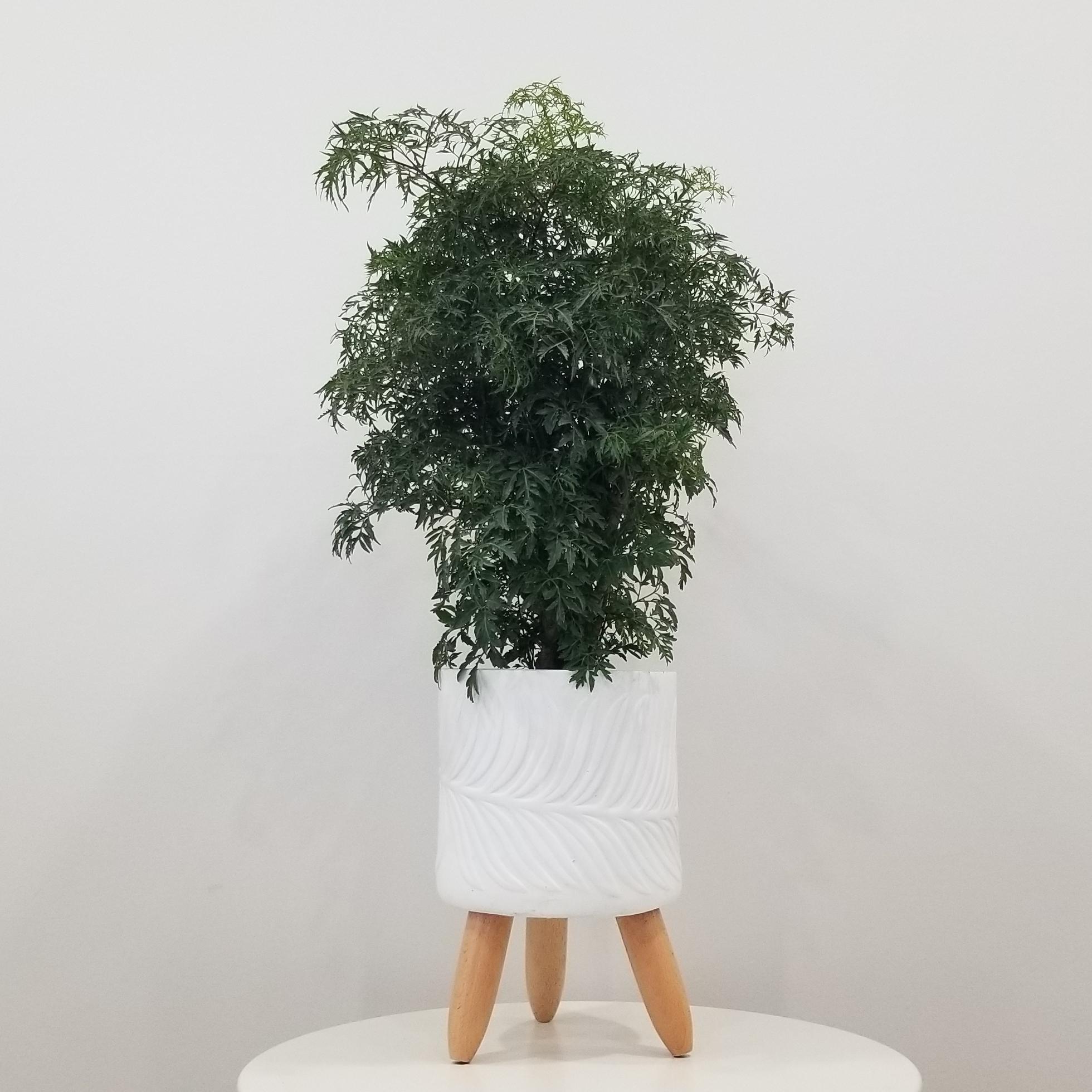 Aralia Ming in decorative ceramic pot air-purifying plant gifts office plants houseplants Toronto Mississauga Brampton Etobicoke Milton other GTA