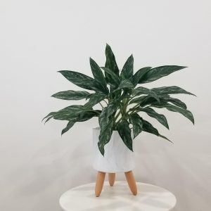 Aglaonema Shades in decorative ceramic indoor plants office plants houseplants Mississauga Brampton Etobicoke Markham Oakville Woodbridge other GTA