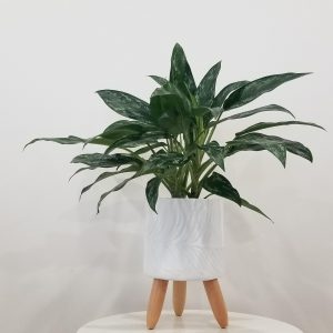 Aglaonema Shades in decorative ceramic indoor plants office plants houseplants Mississauga Brampton Etobicoke Markham Oakville Woodbridge other GTA
