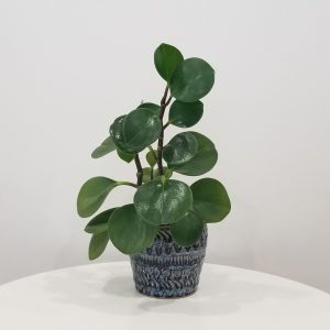 Peperomia Obtusifolia green in decorative pot air-purifying office plants Toronto Mississauga Etobicoke Oakville Brampton etc