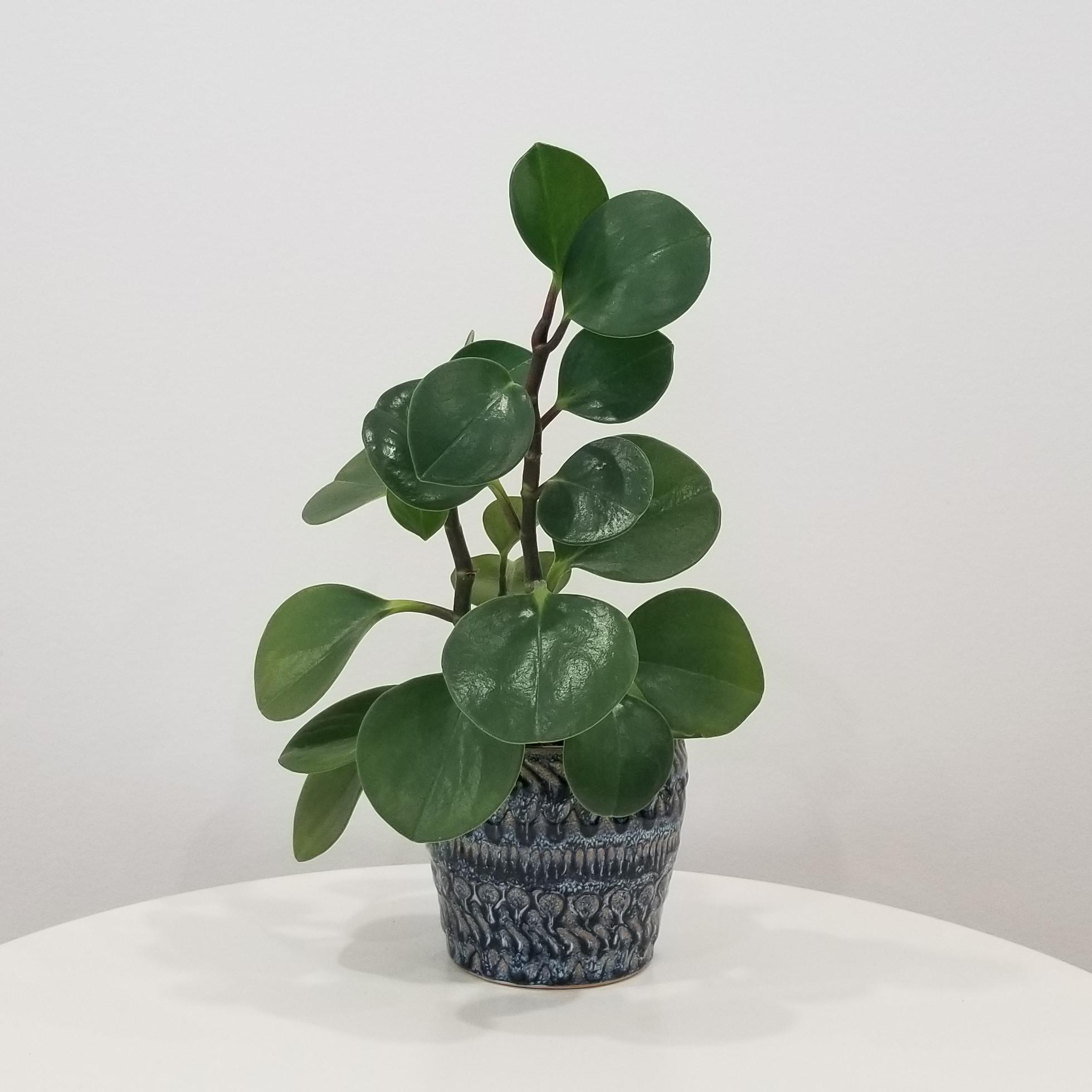 deco pot embel ceramic 4in with peperomia Peperomia Obtusifolia green in decorative pot air-purifying office plants Toronto Mississauga Etobicoke Oakville Brampton etc