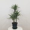 dracaena white stripe interior plants houseplants office plants Toronto Mississauga Etobicoke Milton Markham Woodbridge other GTA