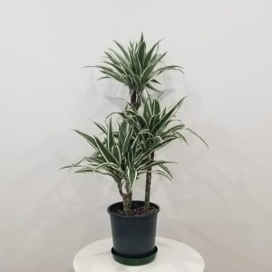 dracaena white stripe interior plants houseplants office plants Toronto Mississauga Etobicoke Milton Markham Woodbridge other GTA