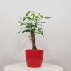 money tree good fortune tree interior plants houseplants plant gifts New Year Fire Horse Mississauga Toronto Markham Oakville Etobicoke Brampton other GTA delivery