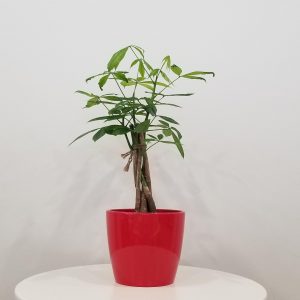 money tree good fortune tree interior plants houseplants plant gifts New Year Fire Horse Mississauga Toronto Markham Oakville Etobicoke Brampton other GTA delivery