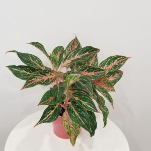 aglaonema in deco ceramic pink happy valentines day interior plant gift Etobicoke Mississauga Oakville Milton Woodbridge Brampton other GTA