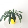 dracaena in decorative ceramic pot air-purifying interior plants Toronto Mississauga Oakville Woodbridge other GTA