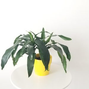dracaena in decorative ceramic pot air-purifying interior plants Toronto Mississauga Oakville Woodbridge other GTA