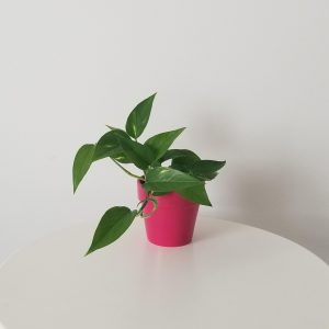 money plant in deco ceramic pot hot pink happy valentines gifts interior plants houseplants Mississauga Oakville Etobicoke Woodbridge other GTA