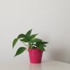 money plant in deco ceramic pot hot pink happy valentines gifts interior plants houseplants Mississauga Oakville Etobicoke Woodbridge other GTA
