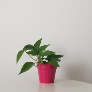 money plant in deco ceramic pot hot pink happy valentines gifts interior plants houseplants Mississauga Oakville Etobicoke Woodbridge other GTA