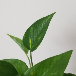 money plant in deco ceramic pot hot pink happy valentines gifts interior plants houseplants Mississauga Oakville Etobicoke Woodbridge other GTA