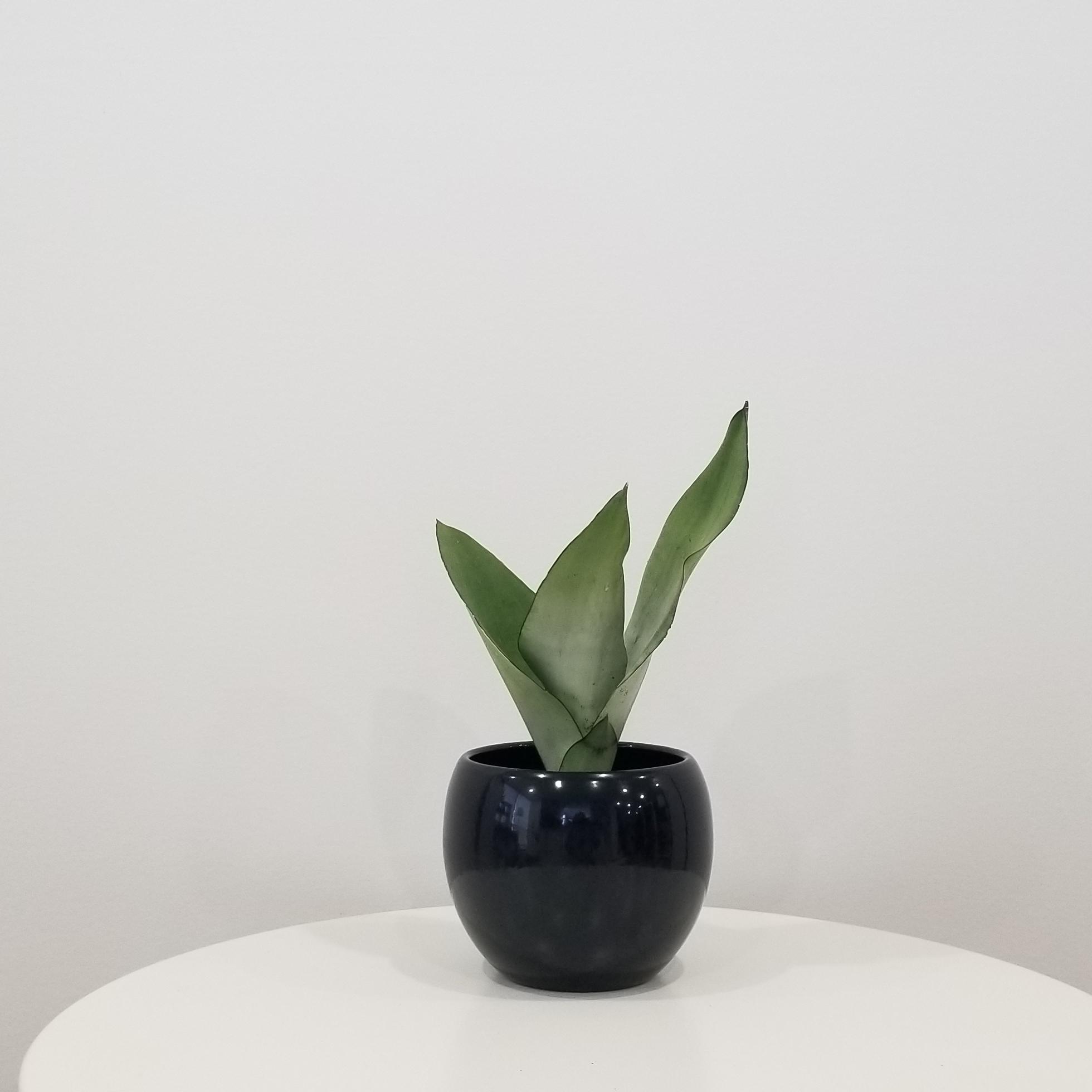 sansevieria moonshine in deco ceramic black 4.5in 1 sansevieria moonshine in deco ceramic black pot air-purifying interior plants office plants Etobicoke Mississauga Oakville Brampton Woodbridge other GTA