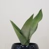sansevieria moonshine in deco ceramic black pot air-purifying interior plants office plants Etobicoke Mississauga Oakville Brampton Woodbridge other GTA