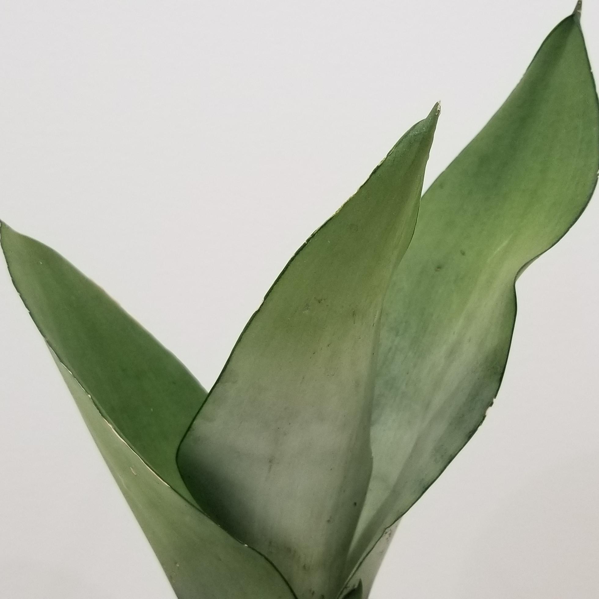sansevieria moonshine in deco ceramic black 4.5in 3
