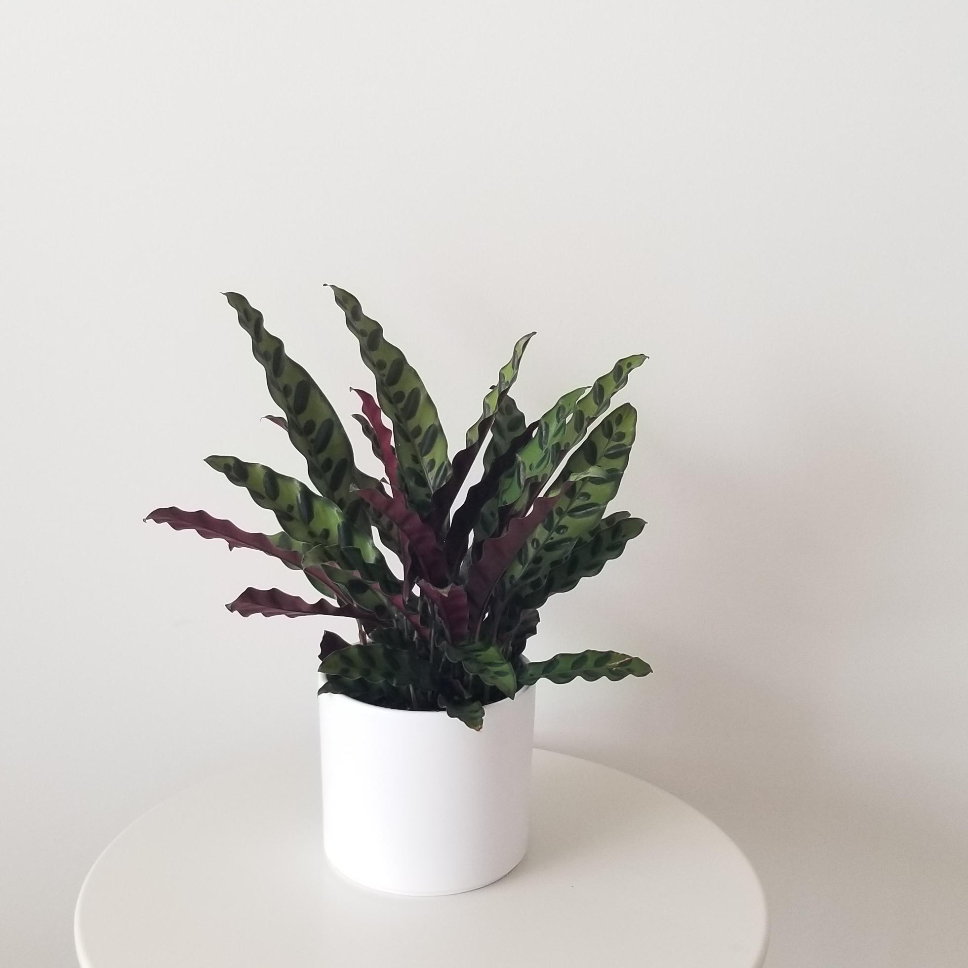calathea lancifolia in deco ceramic white 6in 2 calathea lancifolia in deco ceramic white interior plant gifts houseplants Mississauga Etobicoke Oakville Brampton Woodbridge Richmond Hill other GTA