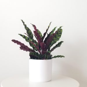 calathea lancifolia in deco ceramic white interior plant gifts houseplants Mississauga Etobicoke Oakville Brampton Woodbridge Richmond Hill other GTA